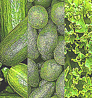Avocado How To Use It Proper To Improve Potency