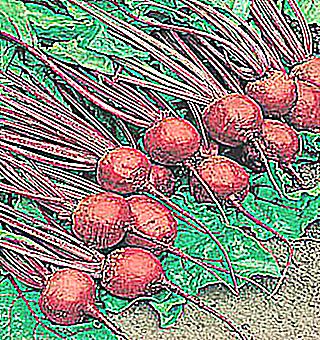 Beetroot How To Use For A Man For A Good Erection