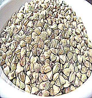Buckwheat For Potency
