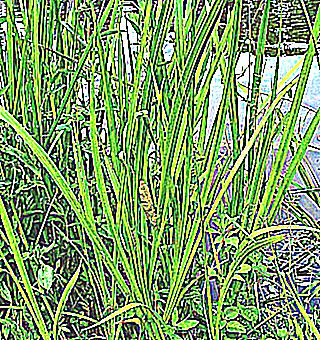 Calamus For Impotence