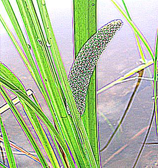 Calamus Marsh Plant Useful For Potency And Male Health