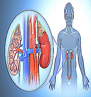 Can The Kidneys Affect The Prostate