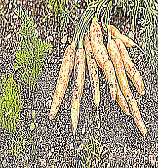 Carrots A Safe Folk Remedy To Improve Potency