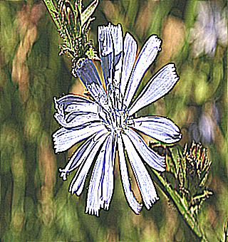 Chicory For Potency
