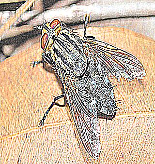 Composition Of The Preparation Spansky Fly And Application Features