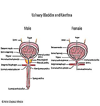 Cystitis Or Prostatitis How To Distinguish Between These Diseases