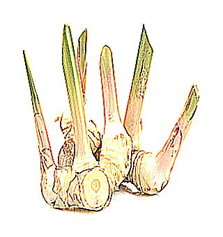 Galangal Root For Potency