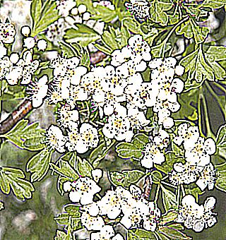 Hawthorn For Potency