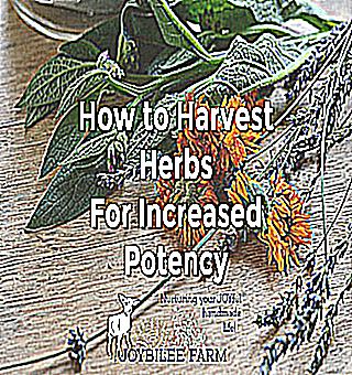 Home Doctor How To Increase Potency With Herbs