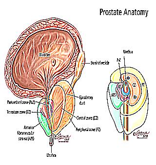 How Prostatitis Affects Sperm