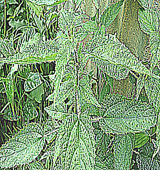 How Stinging Nettle Can Help Restore Strength To A Man