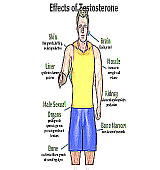 How To Find Out The Level Of Testosterone In The Male Body