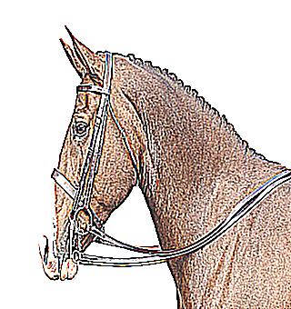How To Stretch The Bridle