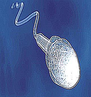 How To Take A Spermogram Correctly