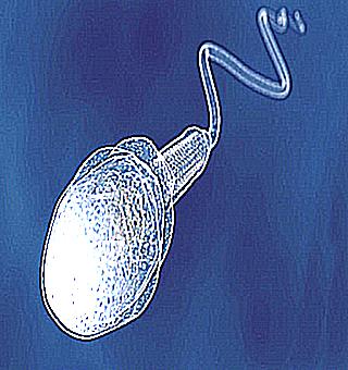 Improving Spermogram Using Folk Methods Is Affordable And Safe