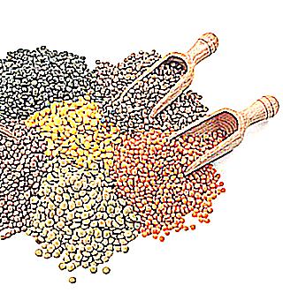Lentils For Mens Health Benefits And Harms To The Body