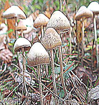Mushrooms For Potency