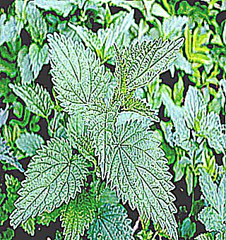 Nettle Is Dashing And The Benefits Are Invaluable