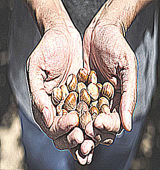 Nuts For Potency