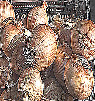 Onions For Potency