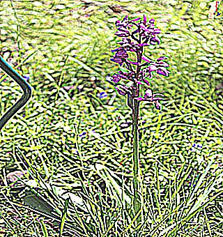Orchis To Increase Potency
