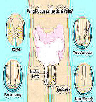 Pain In The Lower Back And Testicles With Prostatitis