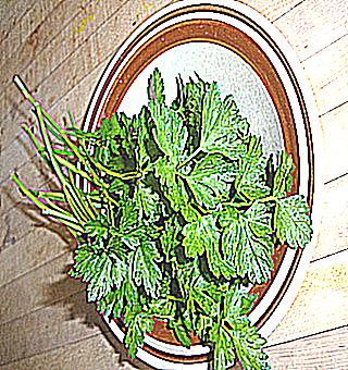 Parsley For Potency