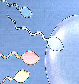 Preparation For Spermogram Nuances And Secrets