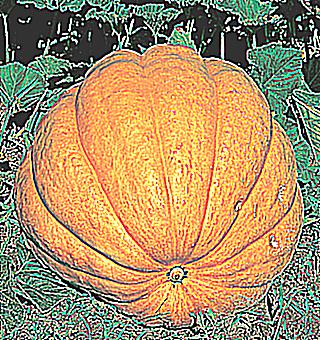 Pumpkin For Potency