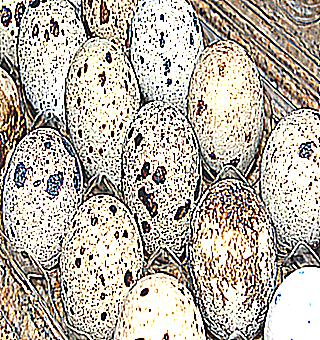 Quail Eggs For Potency