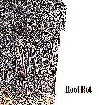 Roots For Potency That Help A Man To Cope With Impotence