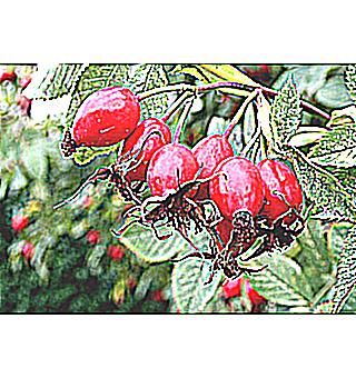 Rosehip To Increase Potency