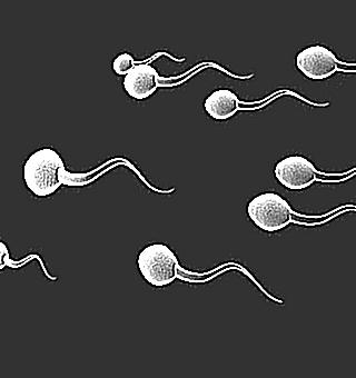 Sperm Agglutination What Does It Mean The Probability Of Conception