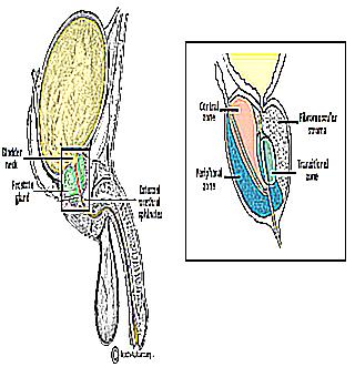 Study Of The Prostate Gland