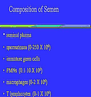 The Chemical Composition Of Semen The Benefits And Harms For Women From Male Ejaculate