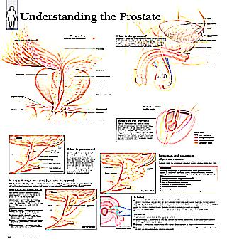 The Importance Of The Prostate In The Male Body
