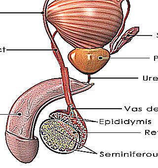 The Prostate Gland In Men What Is The Prostate