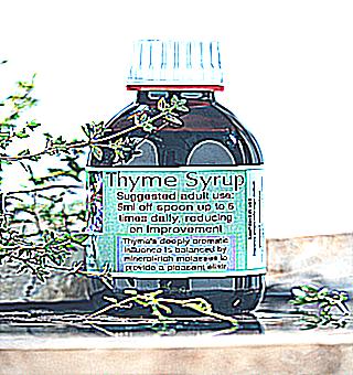Thyme Useful Properties And Contraindications For Men Recipes