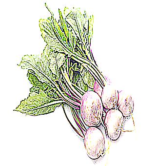 Turnip For Potency