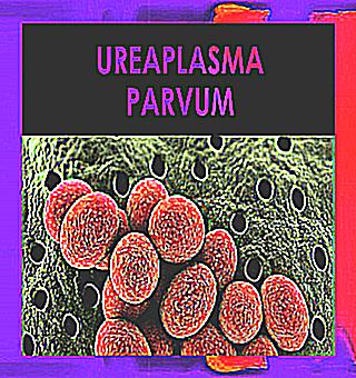 Urethritis With Ureaplasma In Women