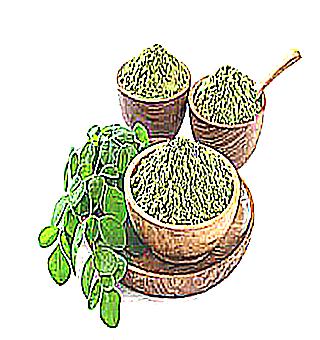 Useful Properties Of Horseradish For Men Contraindications