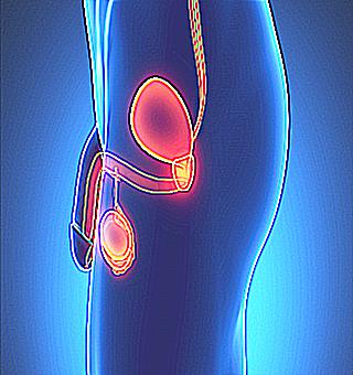 What Causes The Prostate To Become Inflamed The Main Causes Of The Disease