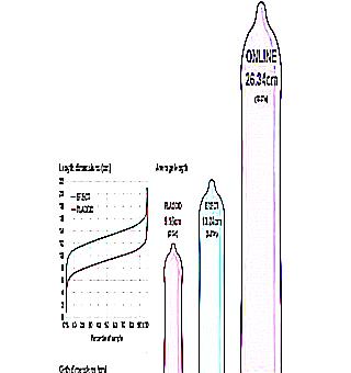 What Determines Penis Size