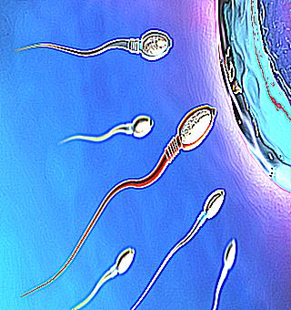 Why Sperm Is Missing