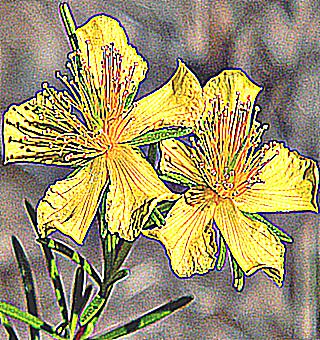 Will St Johns Wort Help With Impotence