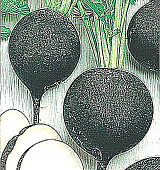 Black Radish Useful Properties For Potency