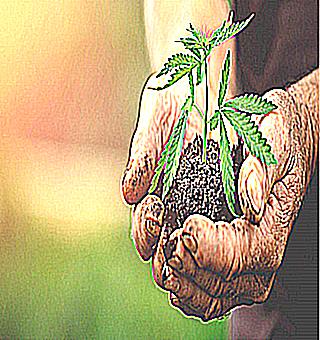 Dandelions As A Man To Use The Plant For Potency