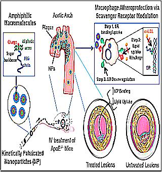 Influence Of Atherosclerosis On Potency