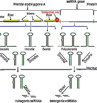 Influence On The Potency Of Coding From Alcoholism