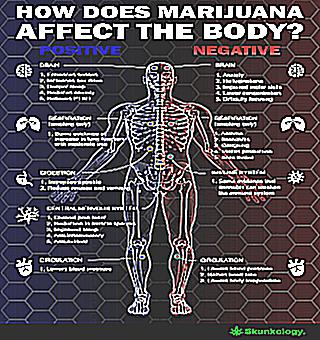 The Effect Of Marijuana On Potency